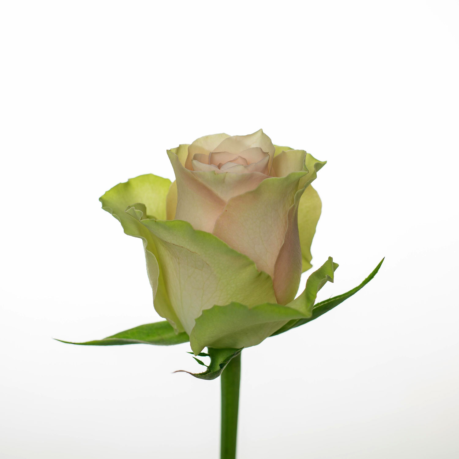 Pink Roses